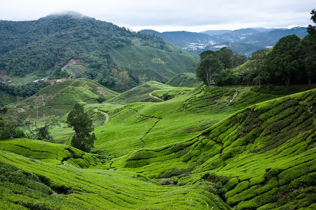 Tea plantation hills in the Cameron Highlands