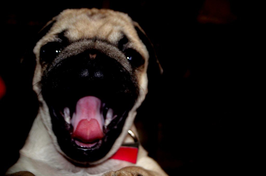 A pet dog