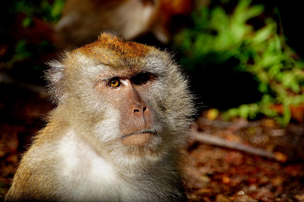 A long-tailed macaque monkey sitting among green foliage, looking at the camera